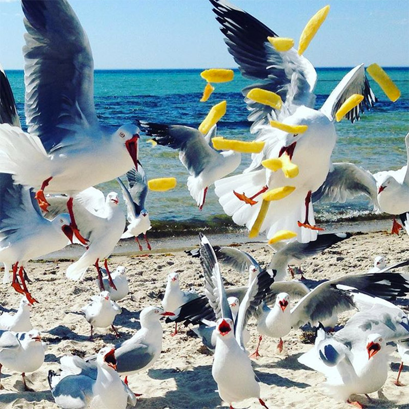 Mass of seagulls swarm on potato chips at the beach